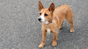 Acheter un chien Podengo portugais (moyen) poil long et dur adulte ou retrait d'levage