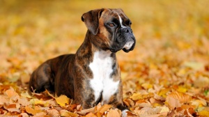 Acheter un chien Deutscher boxer adulte ou retraits d'levage