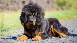 Acheter un chien Tibetan mastiff adulte ou retrait d'levage