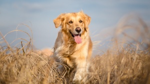 Acheter un chien Golden retriever adulte ou retraits d'levage