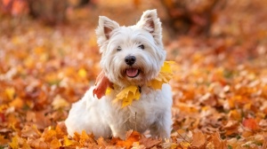 Acheter un chien West highland white terrier adulte ou retraits d'levage