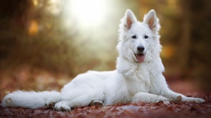 White shepherd dog : Origine, Description, Prix, Sant, Entretien, Education