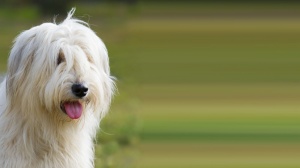 Annonces de reproducteurs de race South russian sheep dog