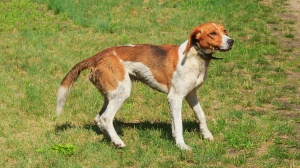 Acheter un chien German hound adulte ou retrait d'levage