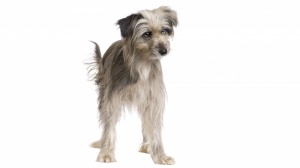 Acheter un chien Chien de berger des pyrnes  face rase adulte ou retrait d'levage