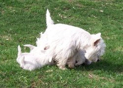 De L'tang Des Chalands, levage de West Highland White Terrier