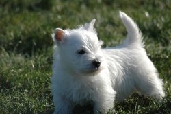 Du Mystre D'arroc, levage de West Highland White Terrier