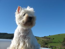 Les Petits Chiens  Malins, levage de West Highland White Terrier