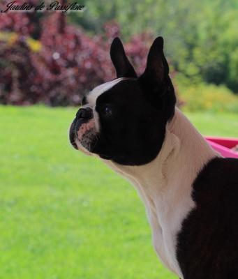 Des Jardins De Passiflore, levage de Boston Terrier