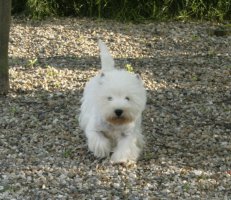 Des Valles De La Rocha, levage de West Highland White Terrier