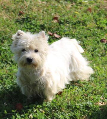 Les Coeurs D'alne, levage de West Highland White Terrier