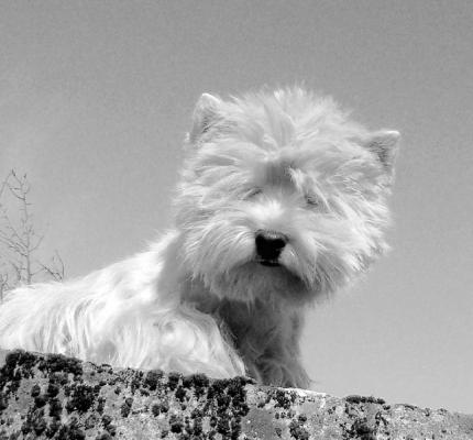 Des Ormeaux D'antan, levage de West Highland White Terrier