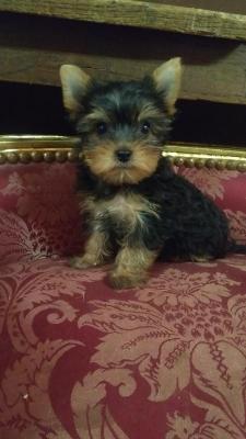 Rosewesternranch, levage de Yorkshire Terrier