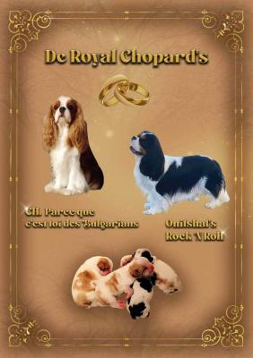 De Royal Chopard's, levage de Cavalier King Charles Spaniel