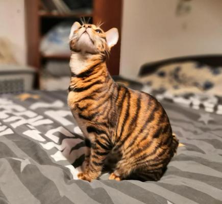 Chatterie Embrace The Moon, levage de Toyger