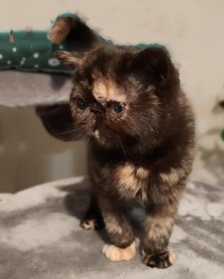 Influence Persane, levage d'Exotic Shorthair