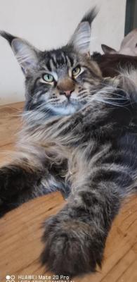 Chatterie Des Harleycoons, levage de Maine Coon