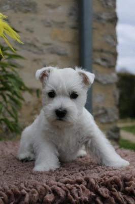 Quentin's Touch, levage de West Highland White Terrier