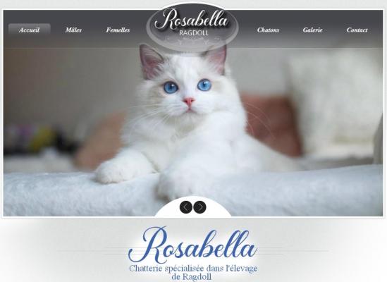 Rosabella, levage de Ragdoll