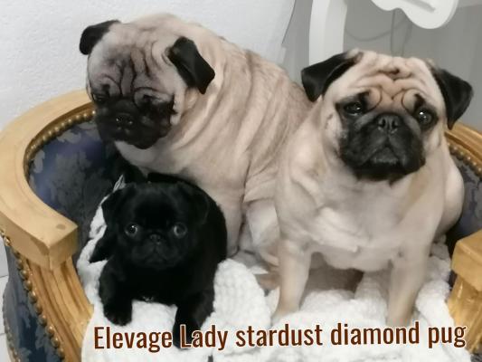 Lady Stardust Diamond Pug, levage de Carlin