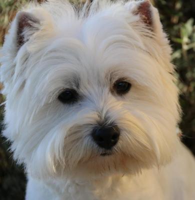 De Whities West, levage de West Highland White Terrier