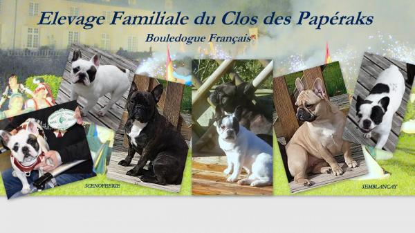 Clos Des Papraks, levage de Bouledogue Franais
