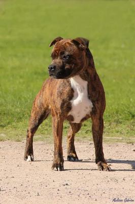 Spark Of Fire, levage de Staffordshire Bull Terrier