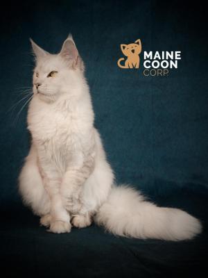 Maine Coon Corp, levage de Maine Coon