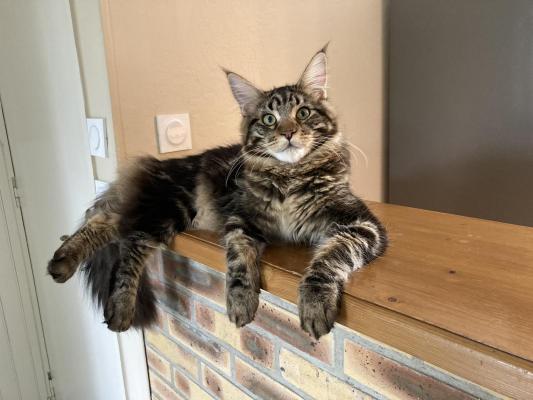 (of) The Wild Night, levage de Maine Coon