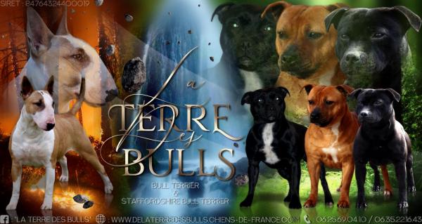 De La Terre Des Bulls, levage de Staffordshire Bull Terrier