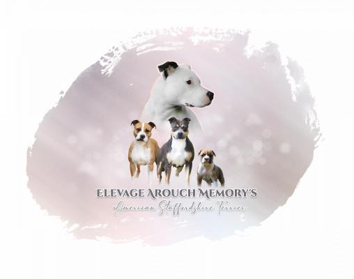 Arouch Memory's, levage d'American Staffordshire Terrier