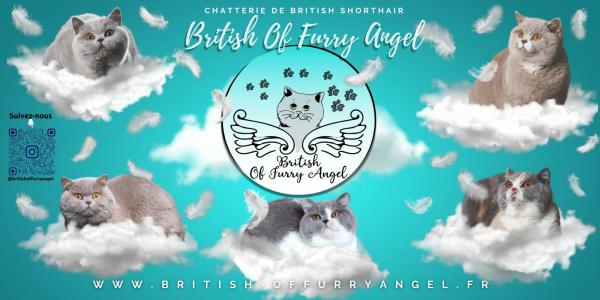 Of Furry Angel, levage de British Shorthair