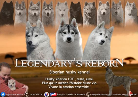 Of Legendary's Reborn, levage de Husky Siberien