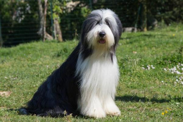 Dream From Highland's, levage de Bearded Collie