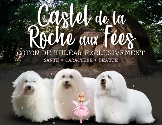 Castel De La Roche Aux Fes, levage de Coton De Tulear