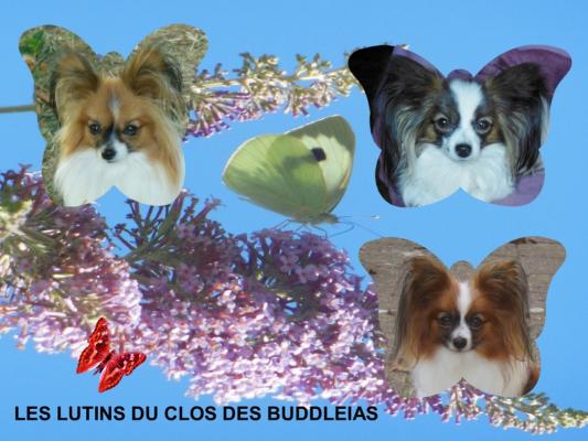 Les Lutins Du Clos Des Buddleias, levage d'Epagneul Nain Papillon