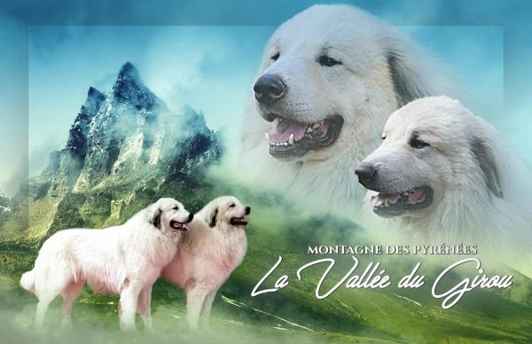 De La Valle Du Girou , Spirit's Of Valley, levage de Chien De Montagne Des Pyrnes