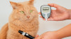Diabte chez le chat : Description, symptmes et traitements