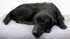 La Dysplasie du chien : Description, symptmes et traitements