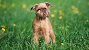 Acheter un chien Griffon bruxellois adulte ou retrait d'levage