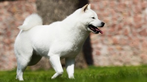 Acheter un chien Hokkado adulte ou retrait d'levage