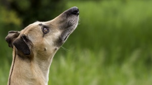 Acheter un chien Lvrier hongrois adulte ou retrait d'levage