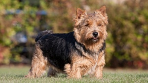 Chiot mle norwich terrier