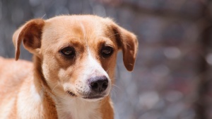 Acheter un chien Pinscher autrichien adulte ou retrait d'levage