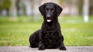 Acheter un chien Curly coated retriever adulte ou retrait d'levage