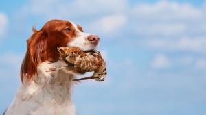Élevages d'Irish red and white setter
