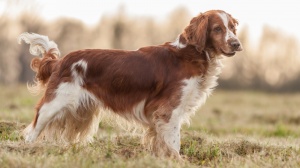 Acheter un chien Springer gallois adulte ou retrait d'levage