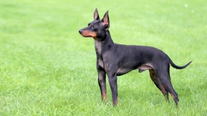 Élevages d'English toy terrier, black and tan