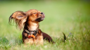Petit chien russe : Origine, Description, Prix, Sant, Entretien, Education