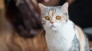 Acheter un chat American wirehair adulte ou retrait d'levage